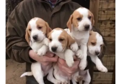漂亮的比格犬幼犬