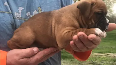 Cachorros de bóxer rojo intenso registrados, listos para entrega inmediata.