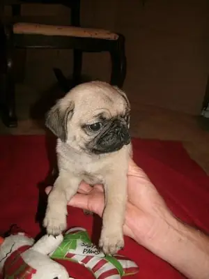 Outstanding female pug puppy WhatsApp +447393160284