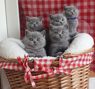 BHK British shorthair Kittens for sell WhatsApp +447393160284