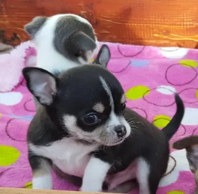 Chihuahua puppies very loving WhatsApp +447393160284