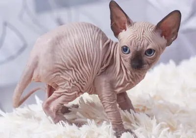 Sphynx kittens WhatsApp +447393160284