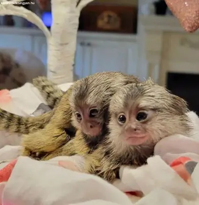 Adorable male and female baby capuchin monkeys for Sale WhatsApp +447393160284
