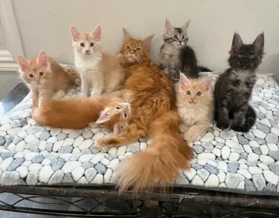 Purebreed maine coon kittens for sale WhatsApp +447393160284