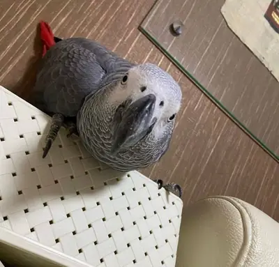 African Grey and macaw parrots For Sale … WhatsApp +447393160284