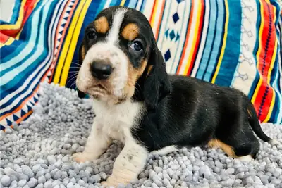 Basset hound puppies for sale WhatsApp +447393160284