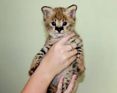 Savannah kittens serval WhatsApp +447393160284