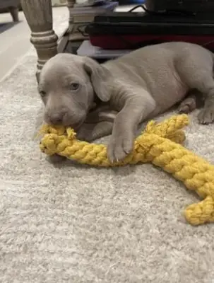 Weimaraner puppies for sale WhatsApp +447393160284