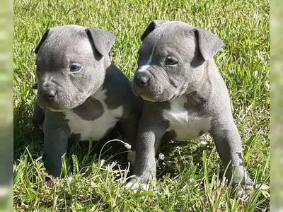 Lovely Pitbull puppies for good homes WhatsApp +447393160284