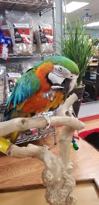 AZULE Y ORO LOROS GUACAMAYOS