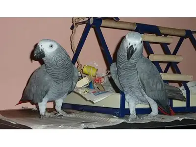 Loros Grises Africanos de Cola Roja