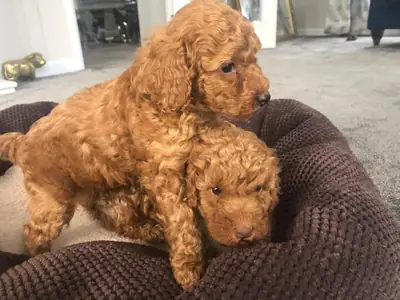 Chiots caniches nains.