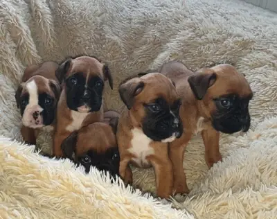 Cachorros boxer con vacunas respectivas disponibles.