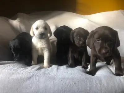 Chiots Labrador.