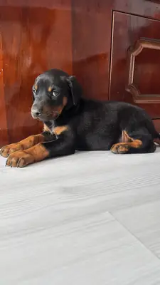 纯种杜宾犬幼犬