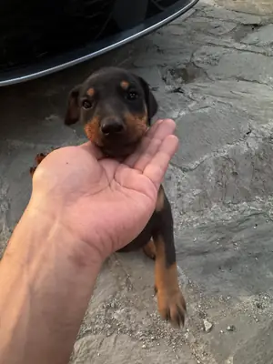 Orijinal doberman yavruları