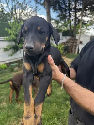 纯种杜宾犬幼犬