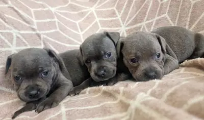 Blue Staffordshire Bull Terrier Puppies-WhatsApp +447393160284