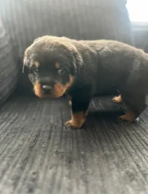 Rottweiler puppies for sale WhatsApp +447393160284