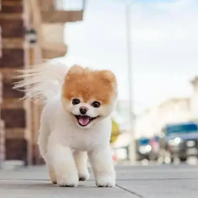 我们正在尝试收养我的博美犬小狗。