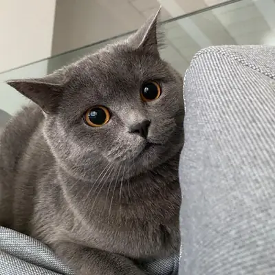 British Shorthair Looking for a Calm Home | Free Adoption | Gentle Personality