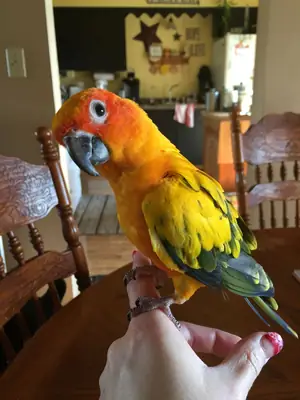 Lost Sun Conure | Bright Yellow-Orange | Please Help Bring Him Home