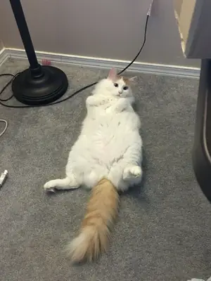 Turkish Van for Sale | Playful, Confident | Loves Water and Interaction