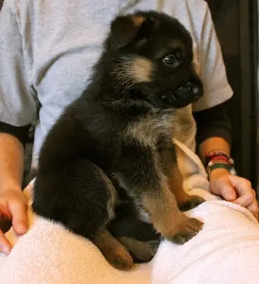   Black And Tan German Shepherd Puppy 
