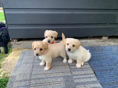  Beautifully jackapoo Puppy ready   for their new eternal homes.