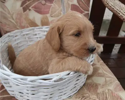  Kc Registered Labrador Puppies ready