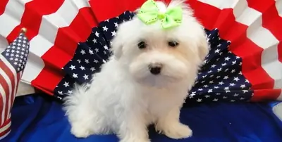   Maltese Two Girls And One Boy For Sale   