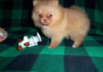Outstanding Pomeranian Puppies   