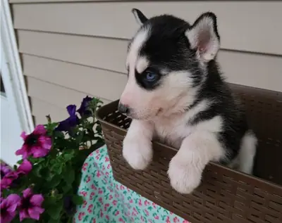  Pedigree Siberian Husky Puppies 
