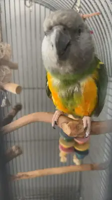 Senegal parrot for sale | Intelligent, observant | Apartment living OK