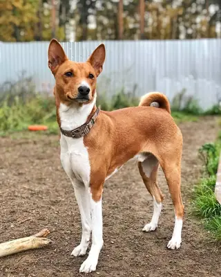 Basenji à vendre | Calme à la maison, indépendant | Pas un chien “classique”