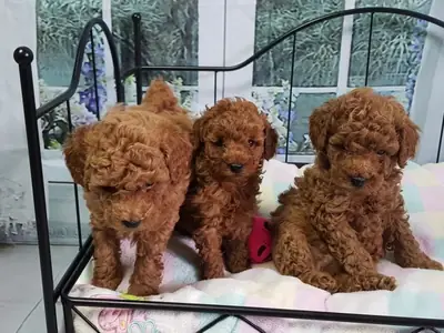   Miniature X Toy Poodle Boy Only Pra Clear