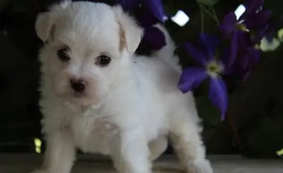 Two Teacup Maltese Puppies Needs a New Family