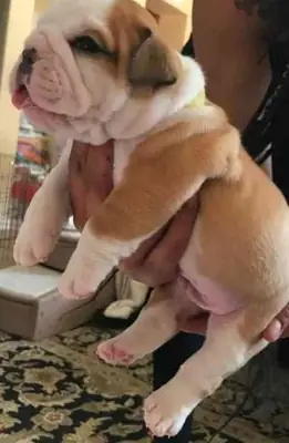 Gorgeous English Bulldog puppies available