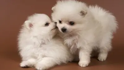   Two Awesome T-Cup Pomeranian Puppies