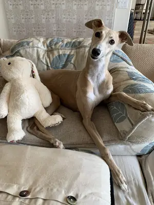 Whippet à vendre | Calme à la maison, élégant | Idéal pour les appartements