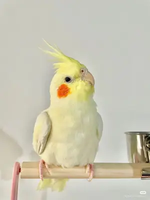 Perruche calopsitte perdue | Très sociable | Réagit aux sifflements