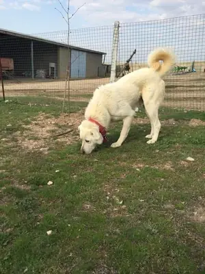 Akbash pour la reproduction | Équilibré et protecteur | Acheteurs responsables uniquement