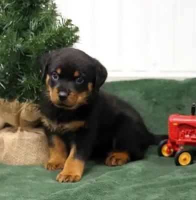 Special little Rottweiler puppies
