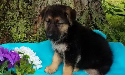  Quality German Shepherd puppies
