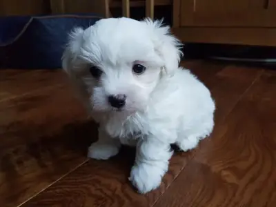 Maltese Two Girls And One Boy For Sale