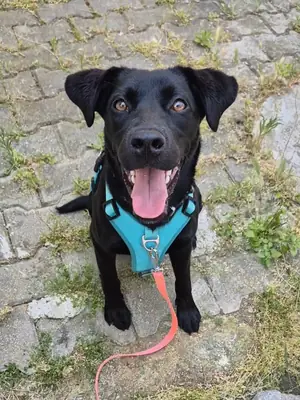 Sofi has been abandoned and urgently needs a temporary or permanent home!