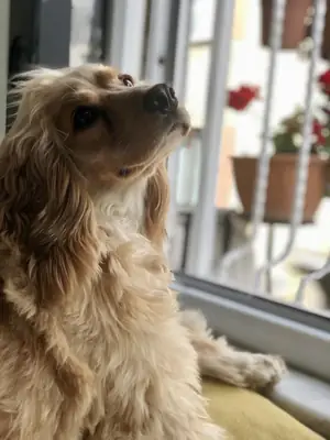 I am looking for a home for my son.