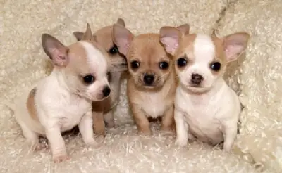 Chihuahua puppies