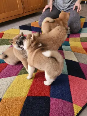Shiba Inu puppies available