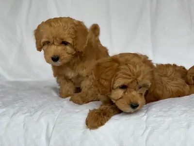CACHORROS TOY POODLES